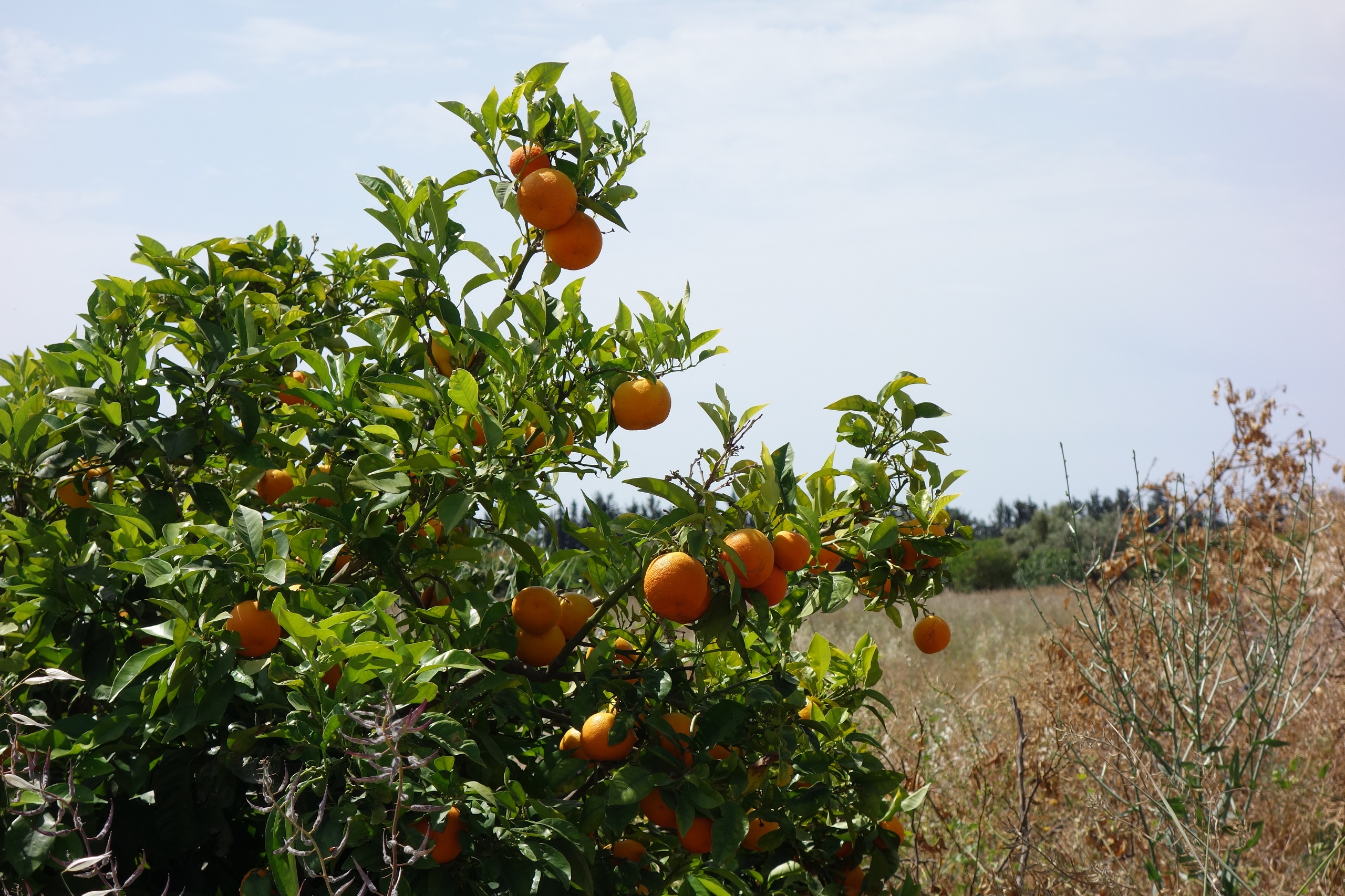 Słoneczne cypryjskie pomarańcze :)