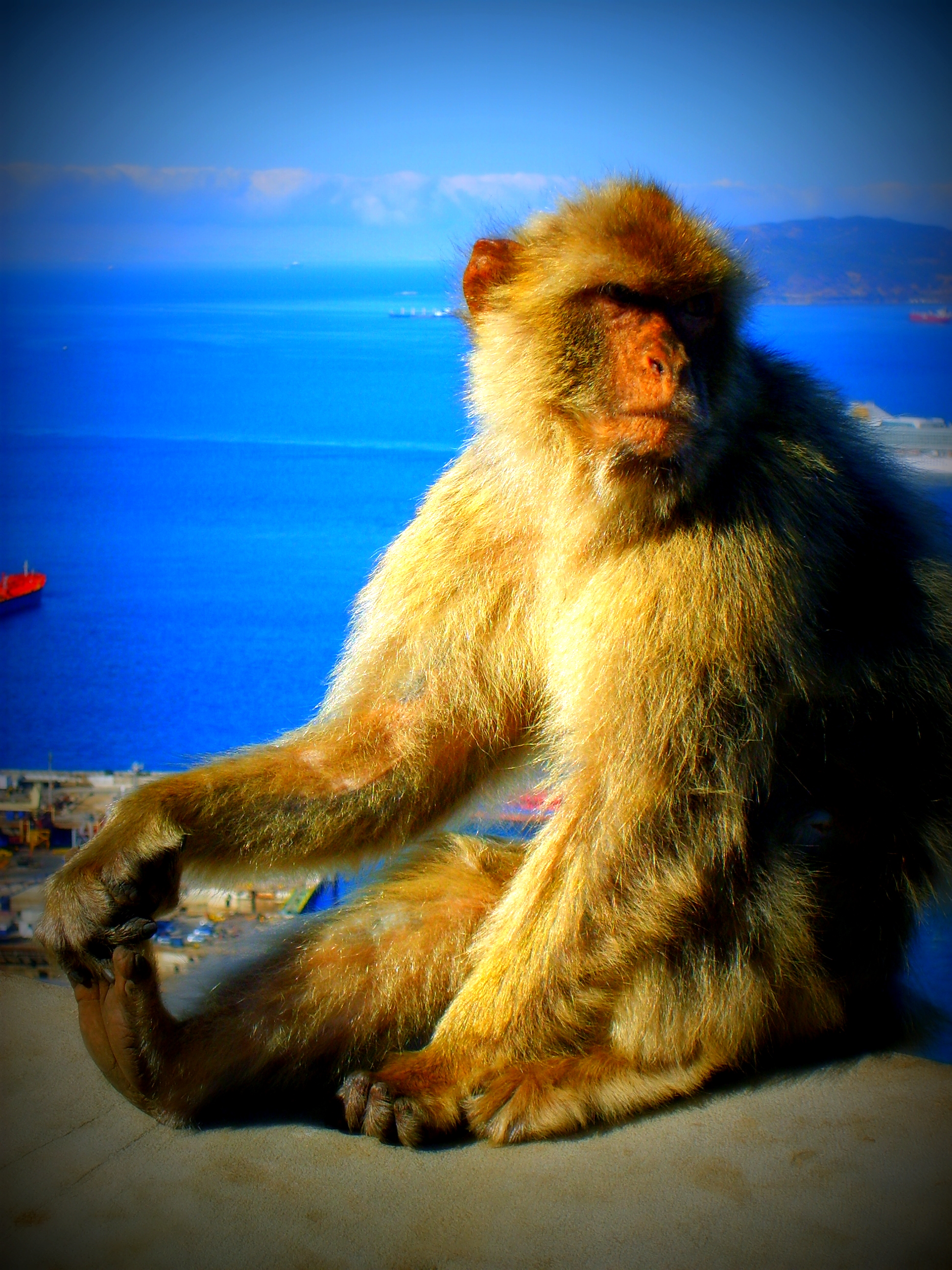 Makak - Pan Gibraltaru